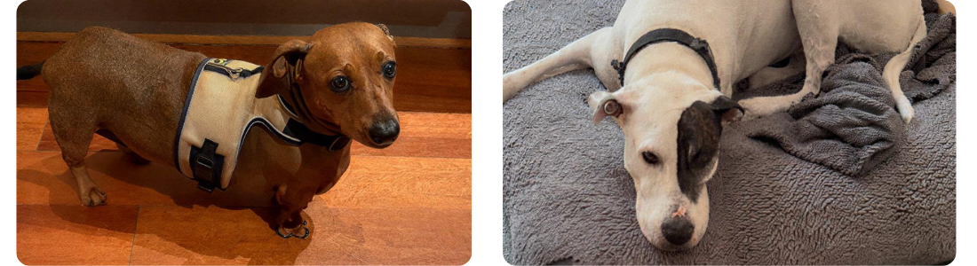 Marisa's dogs